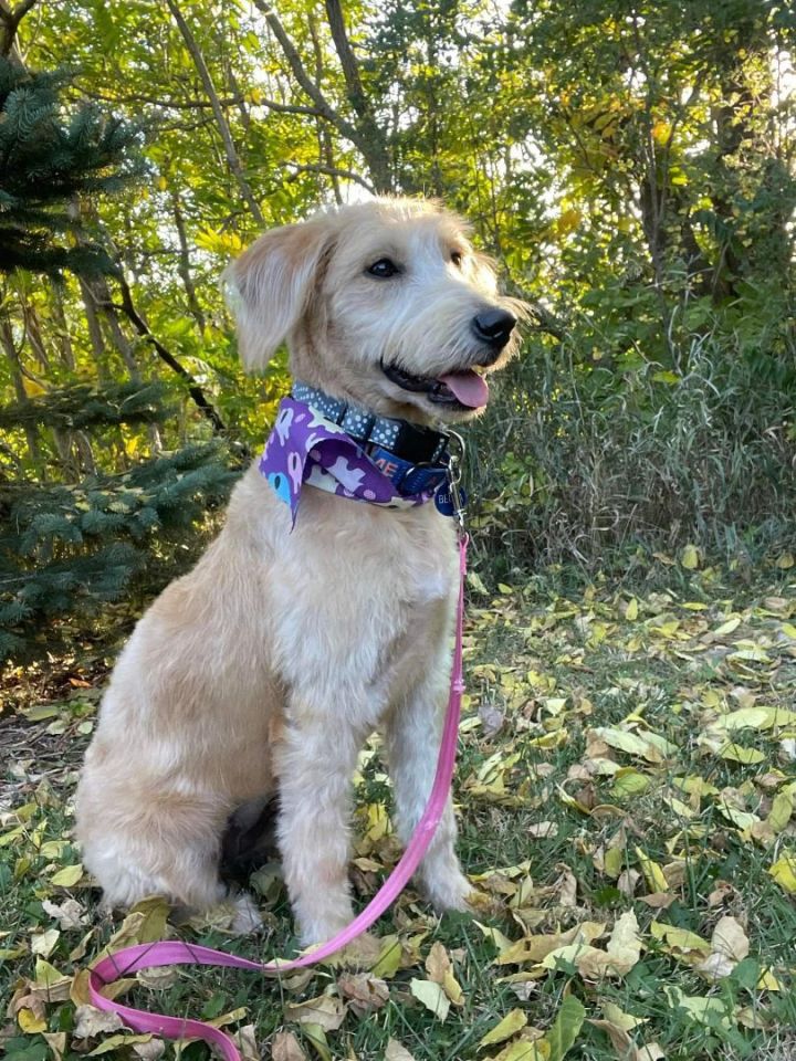 Bella, an adopted Labradoodle in Omaha, NE_image-1