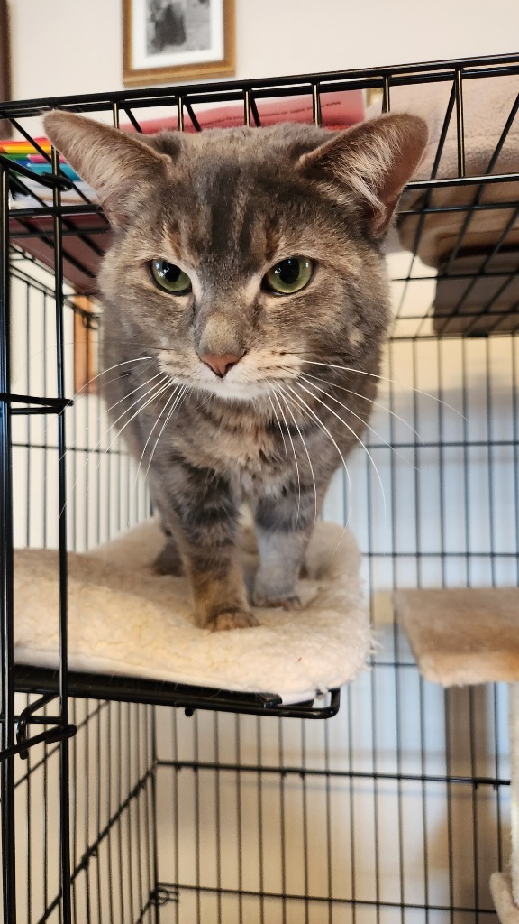 Chloie, an adoptable Domestic Medium Hair in Brainardsville, NY, 12915 | Photo Image 1