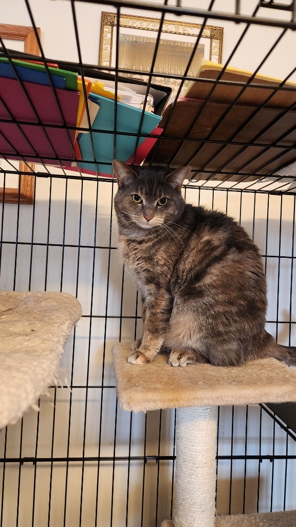 Chloie, an adoptable Domestic Medium Hair in Brainardsville, NY, 12915 | Photo Image 3