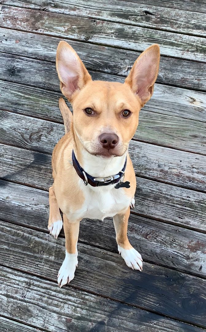 Taco, an adoptable Terrier, Chihuahua in Statesboro, GA, 30459 | Photo Image 2