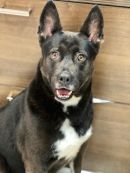 LIVVY's profile on Petfinder.com