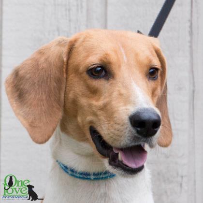 Dog for adoption - Harvey Elwood, a Hound Mix in Savannah, GA | Petfinder