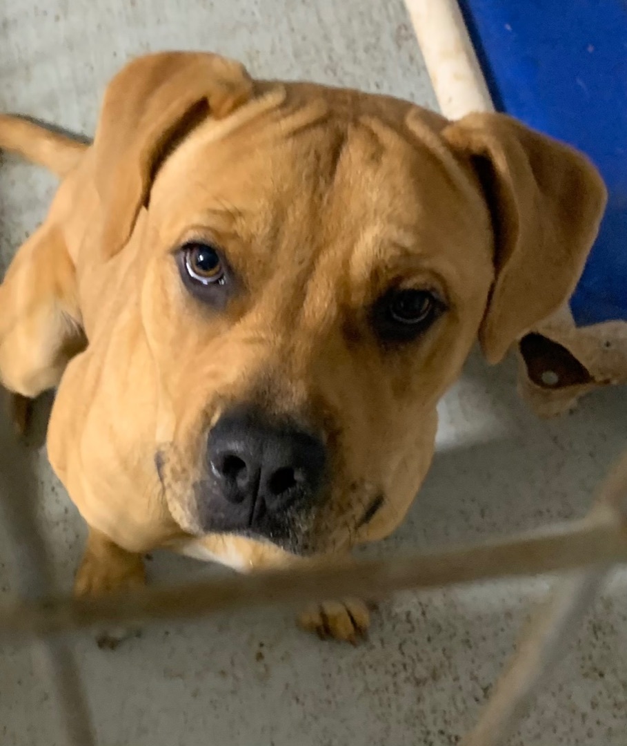 REX, an adoptable Rhodesian Ridgeback, Black Mouth Cur in Headland, AL, 36345 | Photo Image 1