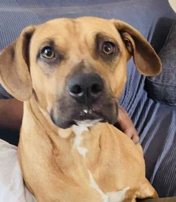Tundra, an adoptable Black Mouth Cur, Mixed Breed in Salem , OR, 97301 | Photo Image 2