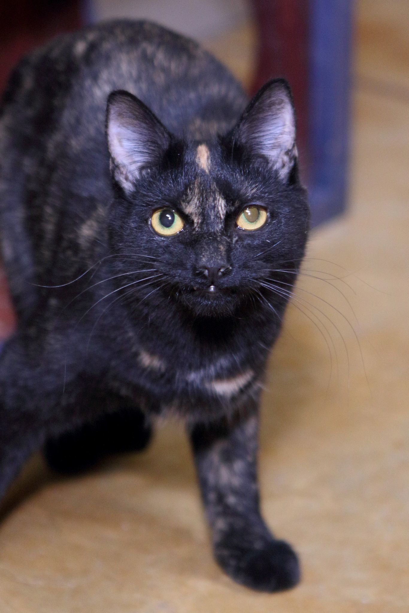 Kindra, an adoptable Domestic Short Hair in Austin, MN, 55912 | Photo Image 1