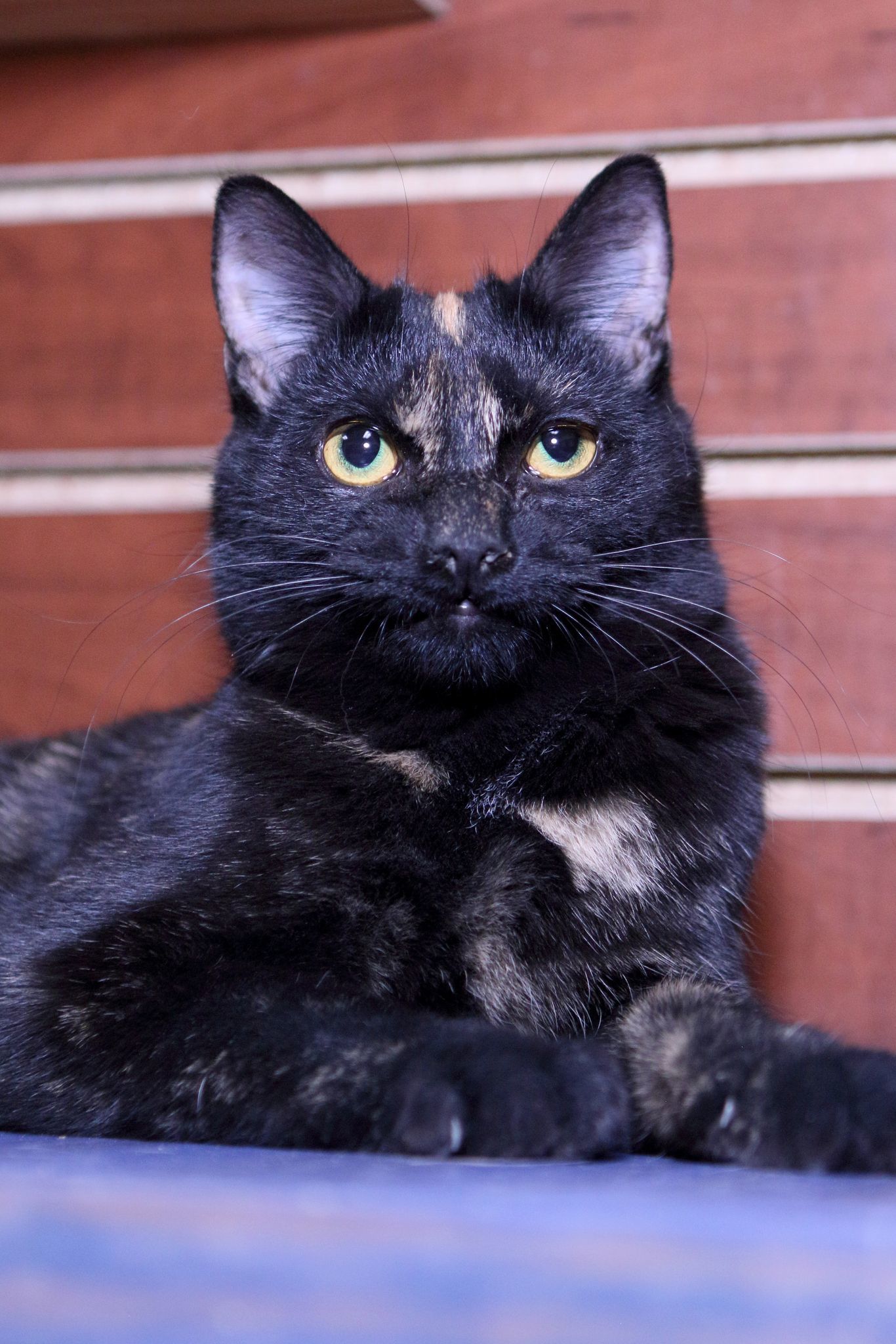 Kindra, an adoptable Domestic Short Hair in Austin, MN, 55912 | Photo Image 2