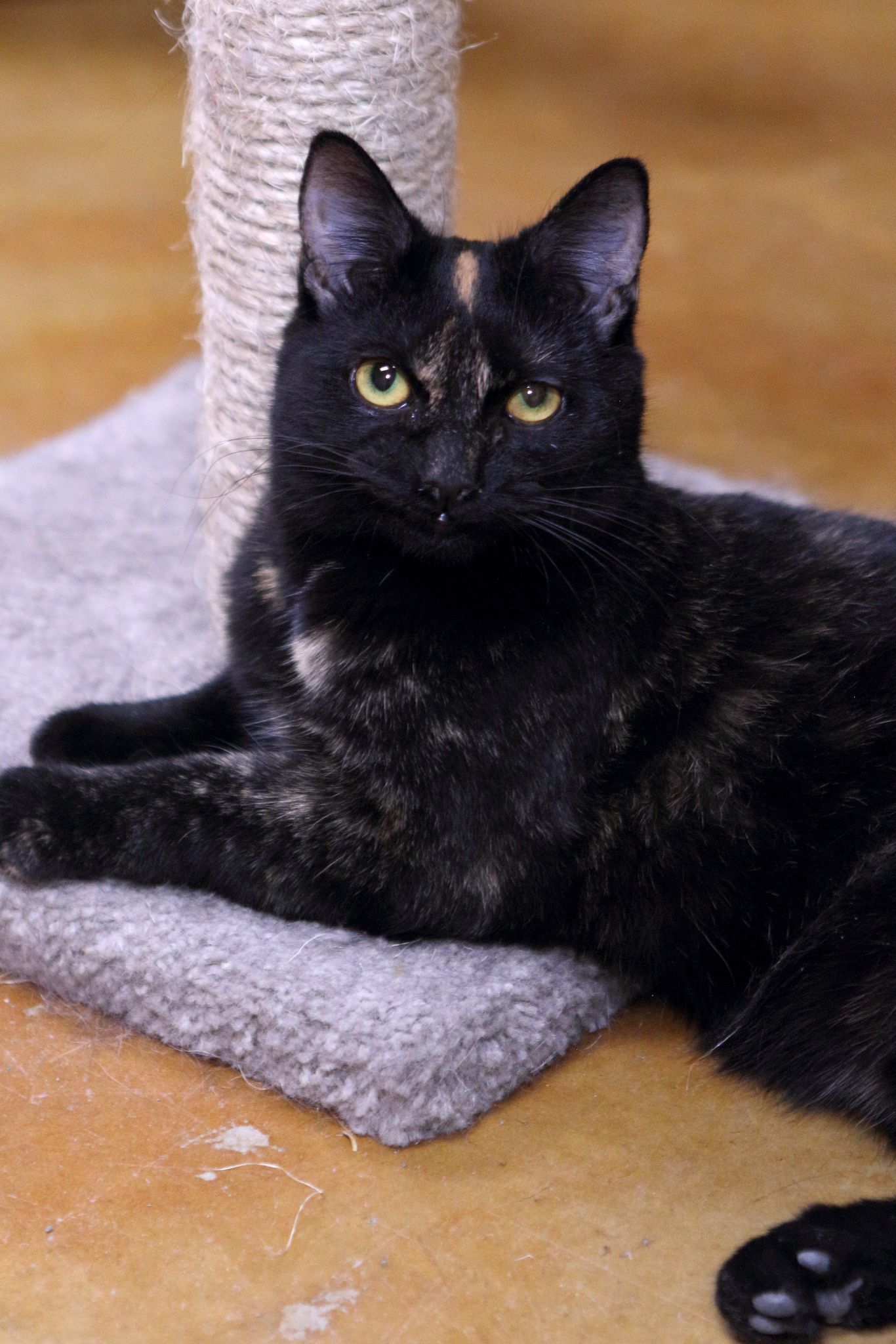 Kindra, an adoptable Domestic Short Hair in Austin, MN, 55912 | Photo Image 3