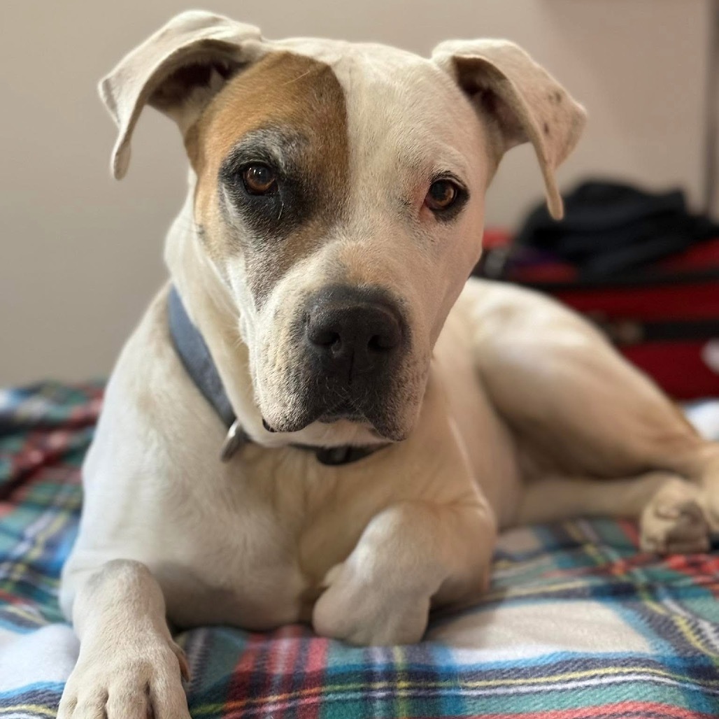 Stickers, an adoptable Pit Bull Terrier in Kanab, UT, 84741 | Photo Image 1