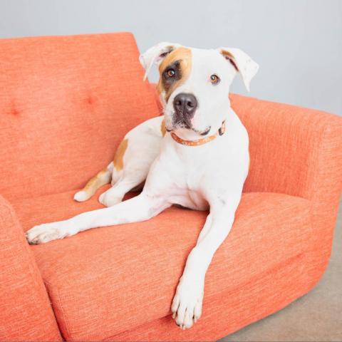 Stickers, an adoptable Pit Bull Terrier in Kanab, UT, 84741 | Photo Image 2