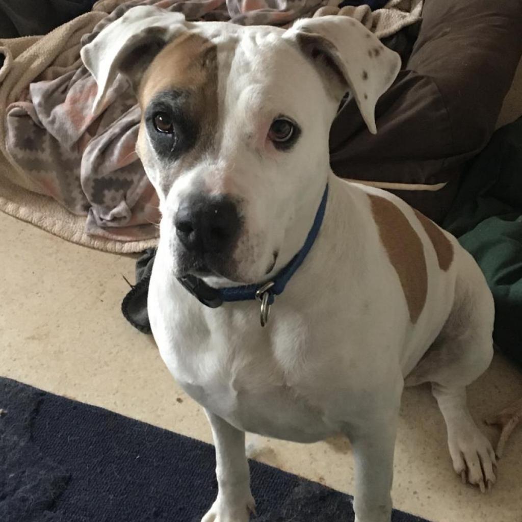 Stickers, an adoptable Pit Bull Terrier in Kanab, UT, 84741 | Photo Image 2