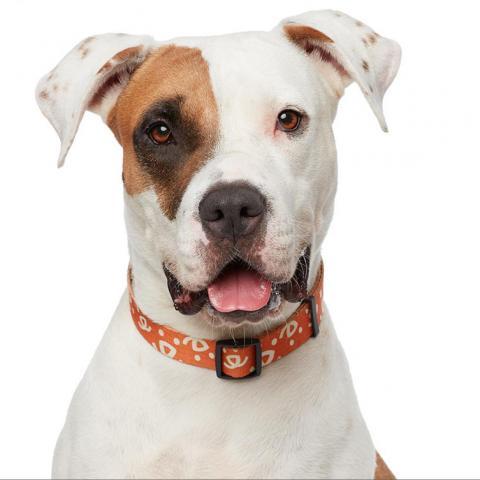 Stickers, an adoptable Pit Bull Terrier in Kanab, UT, 84741 | Photo Image 3