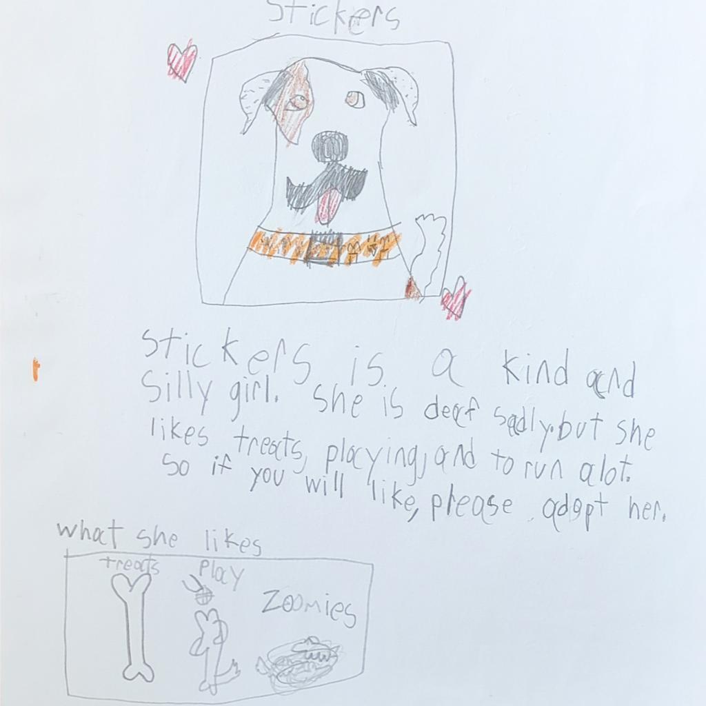 Stickers, an adoptable Pit Bull Terrier in Kanab, UT, 84741 | Photo Image 3