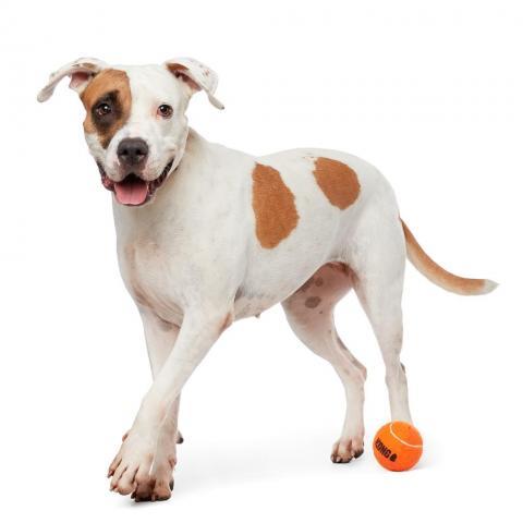 Stickers, an adoptable Pit Bull Terrier in Kanab, UT, 84741 | Photo Image 4