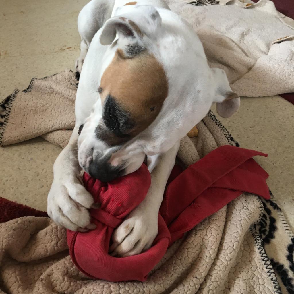 Stickers, an adoptable Pit Bull Terrier in Kanab, UT, 84741 | Photo Image 4