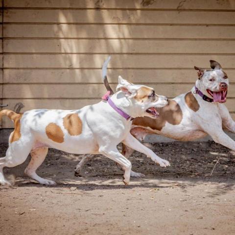 Stickers, an adoptable Pit Bull Terrier in Kanab, UT, 84741 | Photo Image 5