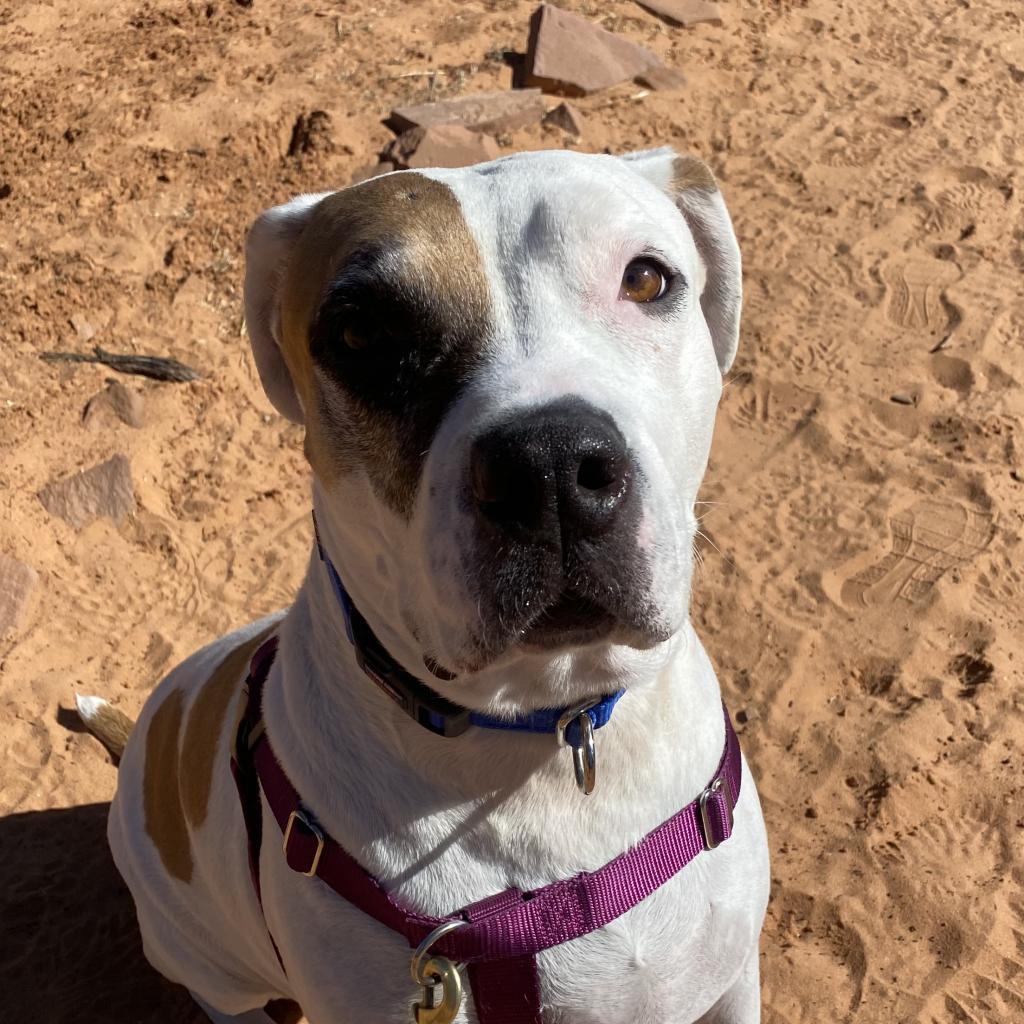 Stickers, an adoptable Pit Bull Terrier in Kanab, UT, 84741 | Photo Image 5