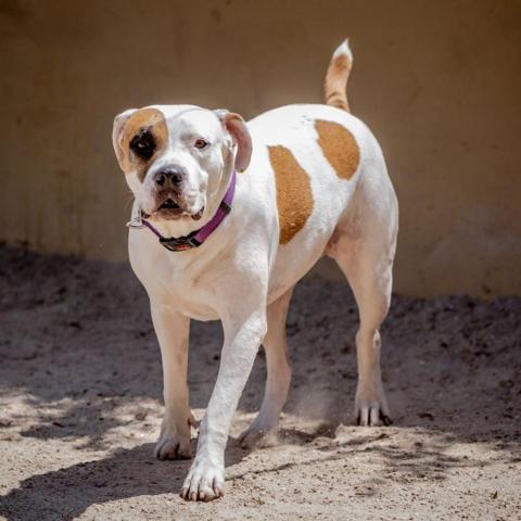 Stickers, an adoptable Pit Bull Terrier in Kanab, UT, 84741 | Photo Image 6