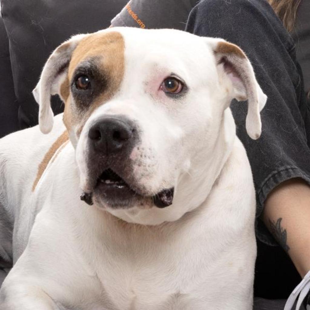 Stickers, an adoptable Pit Bull Terrier in Kanab, UT, 84741 | Photo Image 6