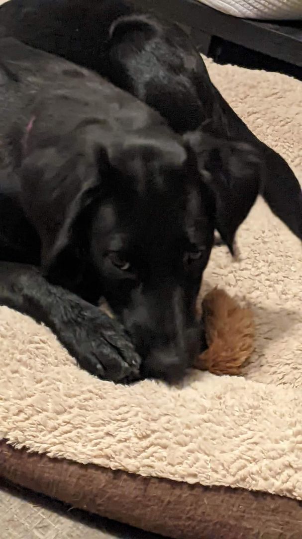 Hatchie , an adoptable Labrador Retriever Mix in Omaha, NE_image-2