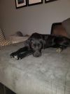 Hatchie 