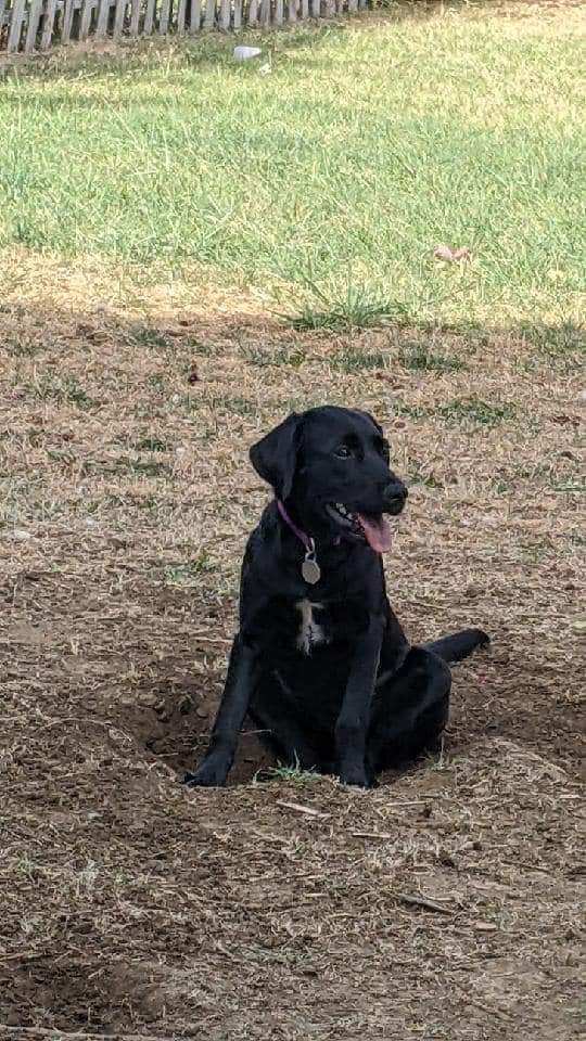 Hatchie , an adoptable Labrador Retriever Mix in Omaha, NE_image-4