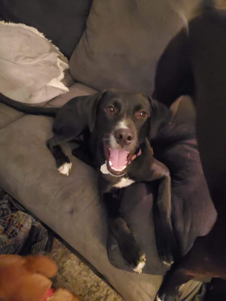 Nala, an adopted Labrador Retriever Mix in Omaha, NE_image-1