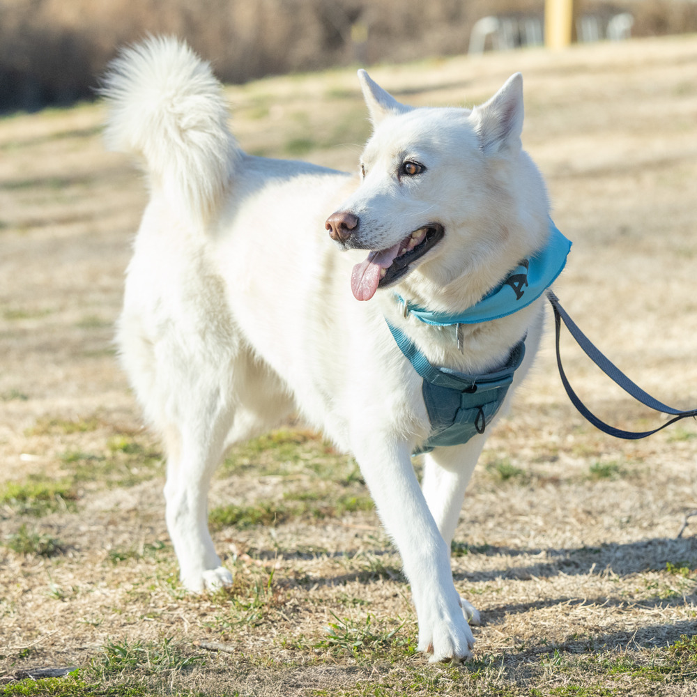 Ghost, an adoptable Husky in Durham, NC, 27709 | Photo Image 1