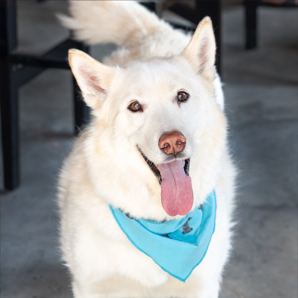 Ghost, an adoptable Husky in Durham, NC, 27709 | Photo Image 1