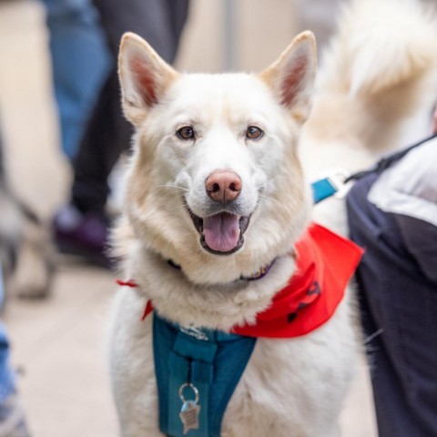 Ghost, an adoptable Husky in Durham, NC, 27709 | Photo Image 2