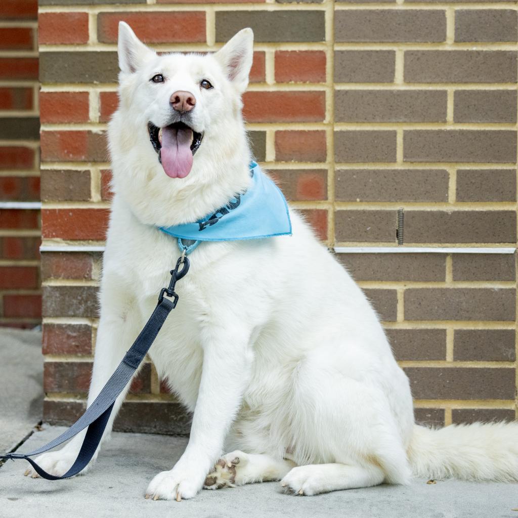 Ghost, an adoptable Husky in Durham, NC, 27709 | Photo Image 2