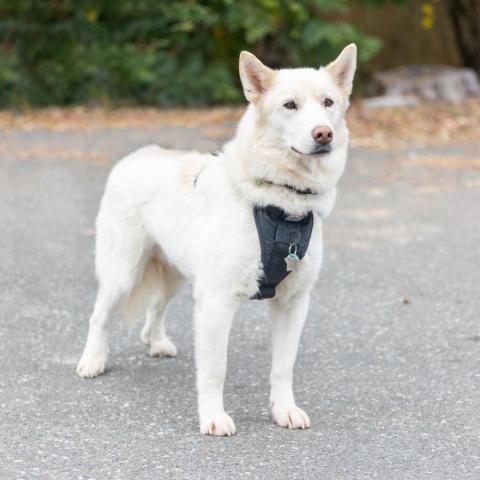 Ghost, an adoptable Husky in Durham, NC, 27709 | Photo Image 3