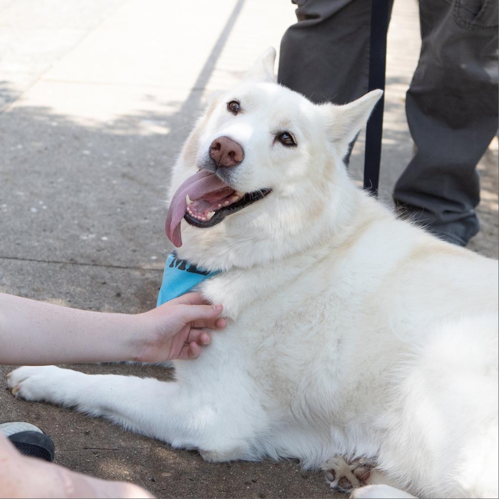 Ghost, an adoptable Husky in Durham, NC, 27709 | Photo Image 3