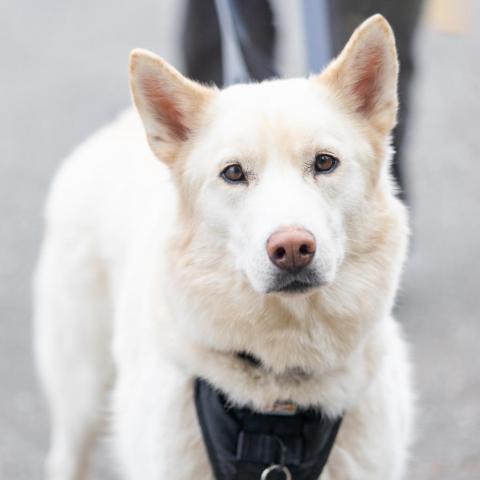 Ghost, an adoptable Husky in Durham, NC, 27709 | Photo Image 4