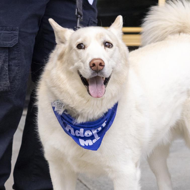 Ghost, an adoptable Husky in Durham, NC, 27709 | Photo Image 4