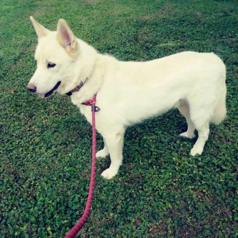 Ghost, an adoptable Husky in Durham, NC, 27709 | Photo Image 5