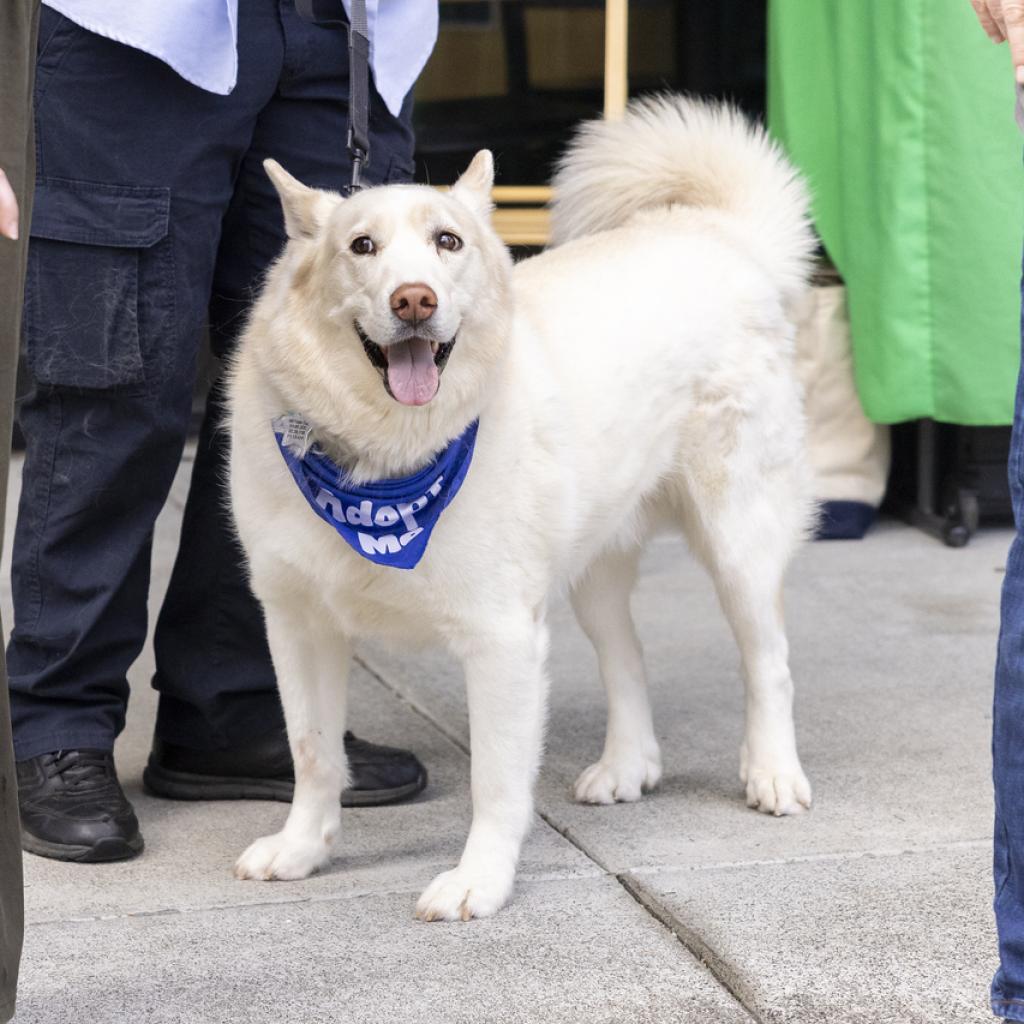 Ghost, an adoptable Husky in Durham, NC, 27709 | Photo Image 5