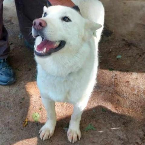 Ghost, an adoptable Husky in Durham, NC, 27709 | Photo Image 6