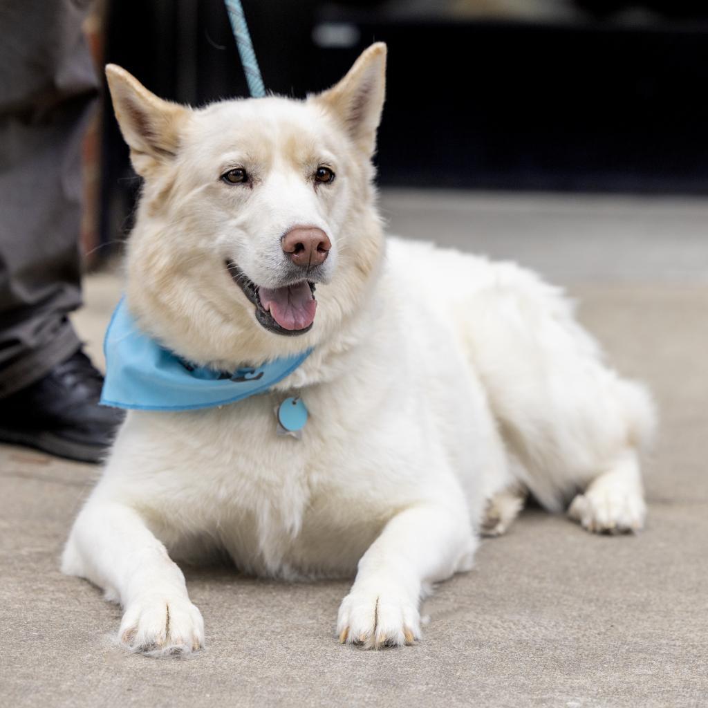 Ghost, an adoptable Husky in Durham, NC, 27709 | Photo Image 6