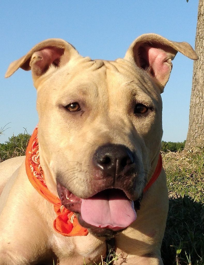 Dog for adoption Annie super sweet girl (WA027517), an American