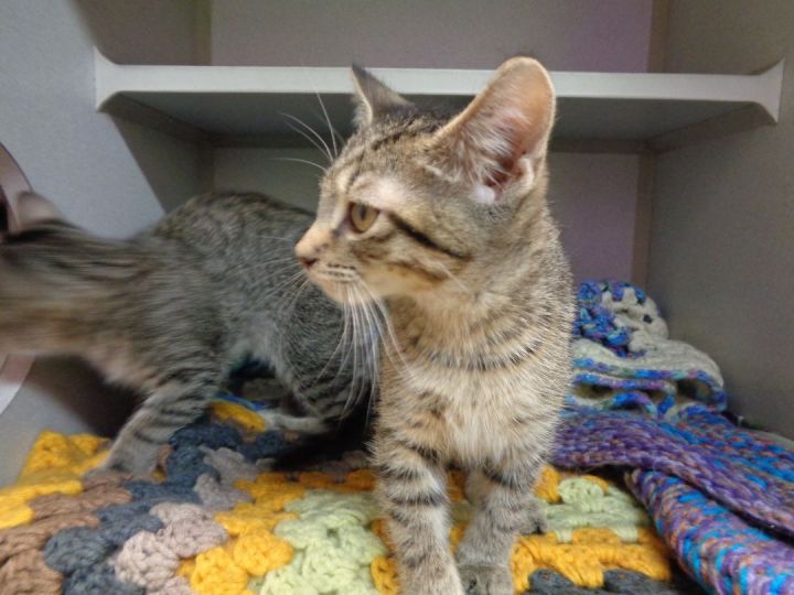 Cat for adoption STOMACH, a Tiger in Delhi, NY Petfinder