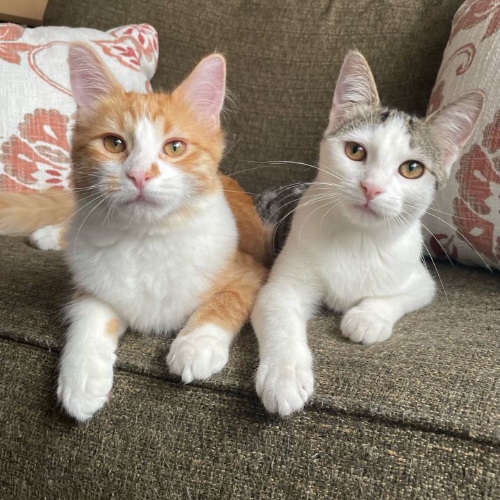Arnold Palmer and Mint Julep (Bonded Pair), an adoptable Domestic Short Hair & Domestic Medium Hair Mix in Minneapolis, MN_image-2