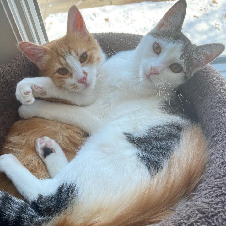 Arnold Palmer and Mint Julep (Bonded Pair), an adoptable Domestic Short Hair & Domestic Medium Hair Mix in Minneapolis, MN_image-1