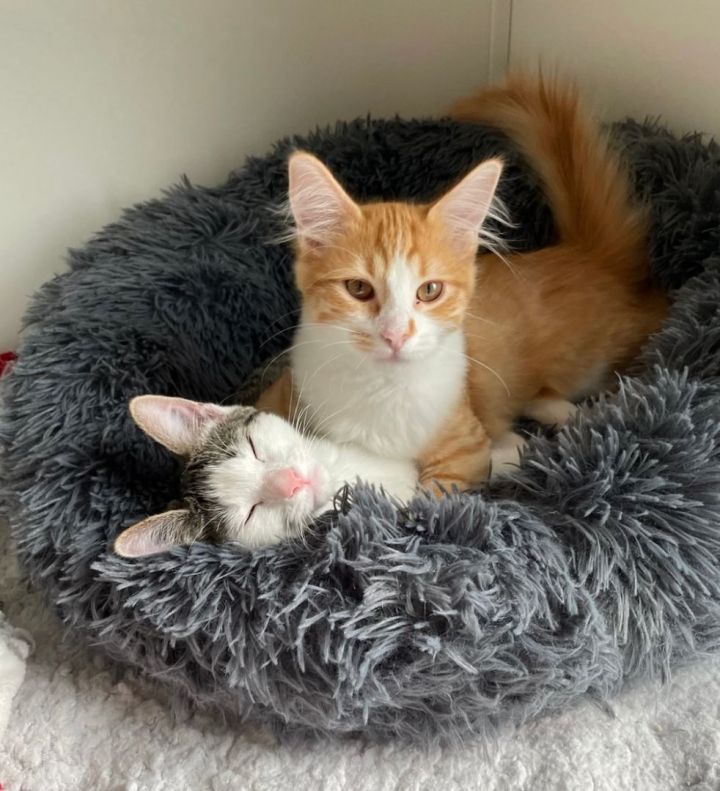 Arnold Palmer and Mint Julep (Bonded Pair), an adoptable Domestic Short Hair & Domestic Medium Hair Mix in Minneapolis, MN_image-5