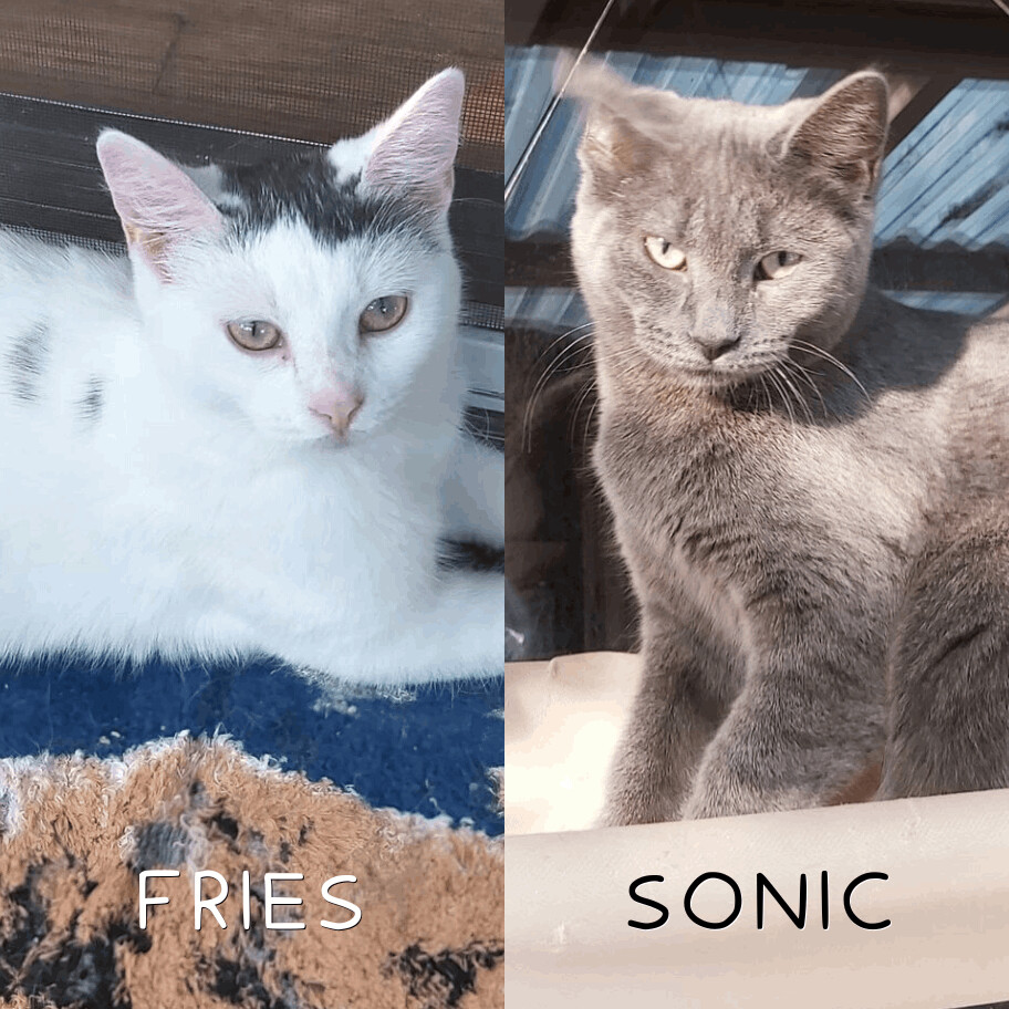 Fries & Sonic, an adoptable Domestic Short Hair in Abbotsford, BC, V3G 2L5 | Photo Image 1
