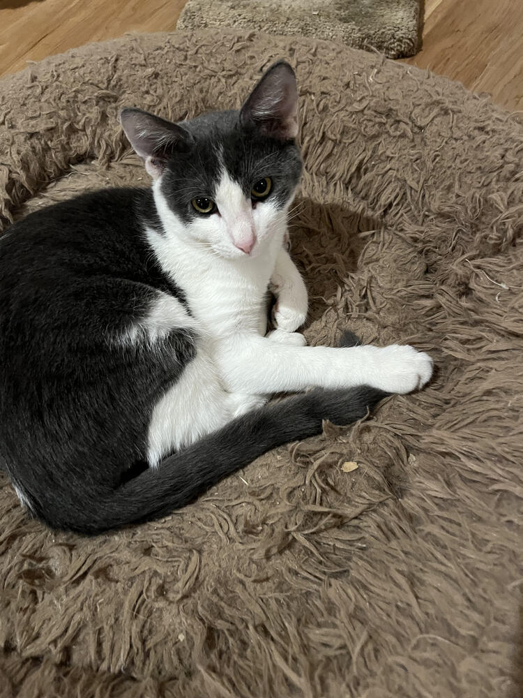 DJ, an adoptable Domestic Short Hair in Lancaster, CA, 93536 | Photo Image 1