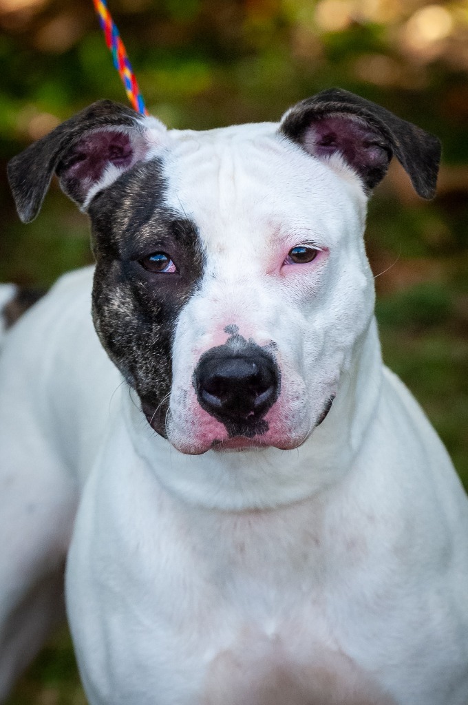 Lola, an adoptable Pit Bull Terrier in Johnson City, TN, 37604 | Photo Image 1