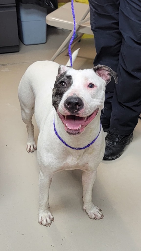 Lola, an adoptable Pit Bull Terrier in Johnson City, TN, 37604 | Photo Image 2