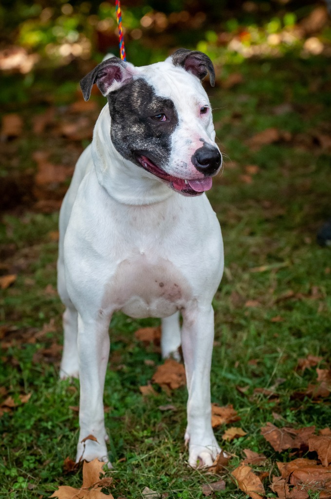 Lola, an adoptable Pit Bull Terrier in Johnson City, TN, 37604 | Photo Image 3