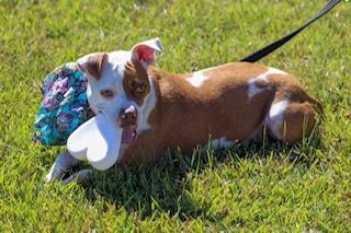 Kiki, an adoptable Terrier & Bull Terrier Mix in Unionville, CT_image-1