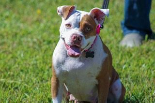 Kiki, an adoptable Terrier & Bull Terrier Mix in Unionville, CT_image-5